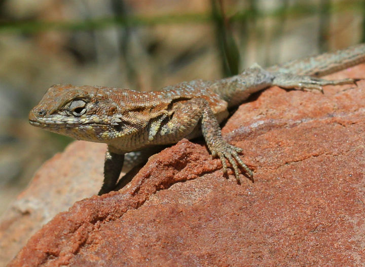 Side-blotched Lizard